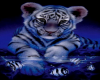 cute white tiger