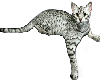 CAT 3