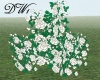 White Roses