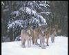 Wolfpack