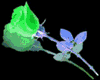 Little rose