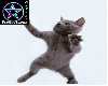 Dancing Cat