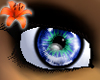 Prism Eyes Bluebird