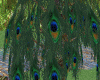 ~Oo Vivid Peacock Lake