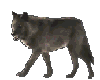Grey Wolf