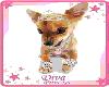 diva dog