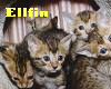 Kittys!