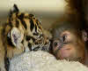 cute tiger with monkey