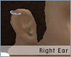 Piercing 1 Ring Ear (TR)