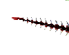 Demon blood Tail