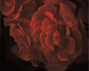 Red Wild Roses Backdrop