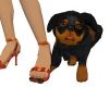 My Doberman Puppy
