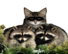 2 raccoons and a kitty.