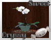 Japanese White Orchid