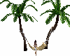 tropical hammock