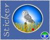 ~CJD~Barn Owl 1