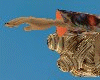 Skydiver Freefall