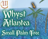 Small Palm Tree