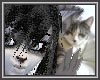 Grey Tabby Tail M/F