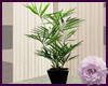 House Plant