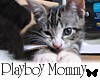 Lil Jupiter Kitty Cat
