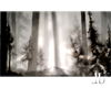 shadowforest