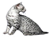 CAT2