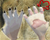 Lion Paws