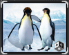 [ACS] TWIN PENGUIN TRICK