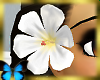 G-BeautifulWhiteHibiscus