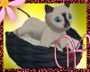 WF>Siamese Kitten