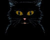 Black cat