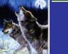 Wolf sticker