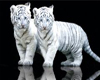 White Tiger Cubs