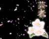 Falling Sakura