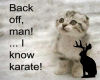 karate kitten