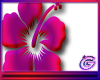 Flower 19