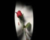 ~N~ Rose against skin