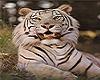 Adult White Tiger