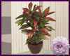 House Plant 5