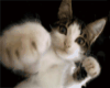 catfight