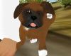 My Boxer Puppy
