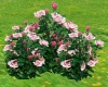 Red and Pink Rose Bushes
