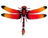 Red Dragonfly