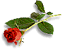 Red Rose