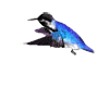 Humming Bird