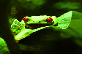 Red Eye Tree Frog