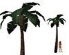 Water Park Single Palm