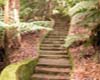 Ferntree Forest Path TALL