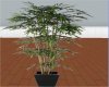 bamboo black pot